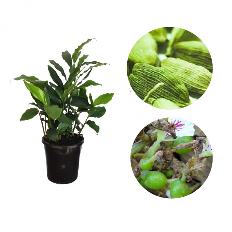 elaichi plant in pot Elaichi/True Cardamom