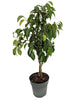 Ficus Benjamina Blackie - Indoor/Outdoor Plants