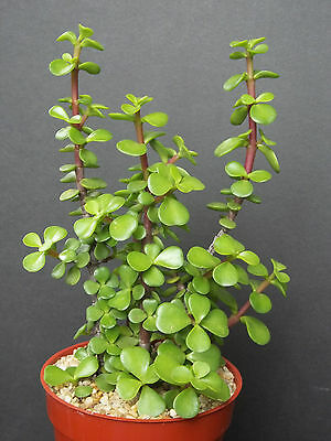 is jade plant an indoor plant Jade Green