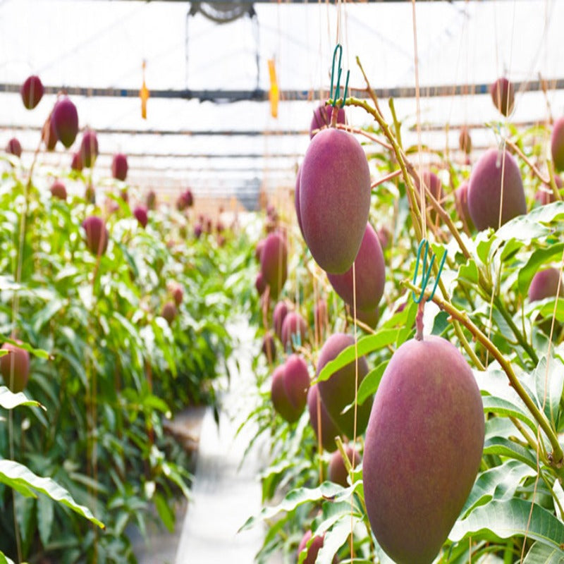 Miyazaki Mango (Grafted)– Exotic Flora