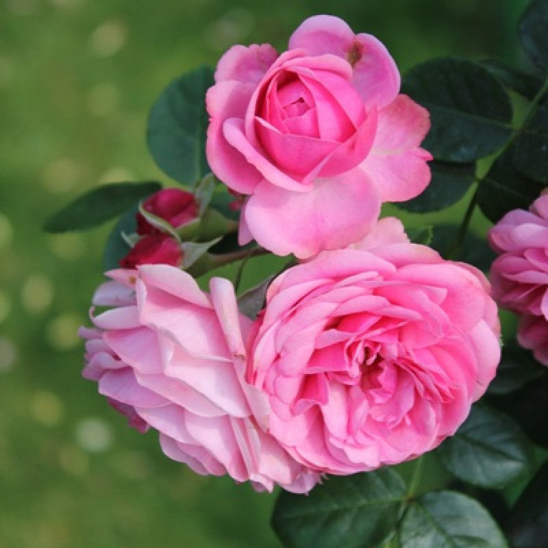 paneer rose seeds Paneer Climber Rose