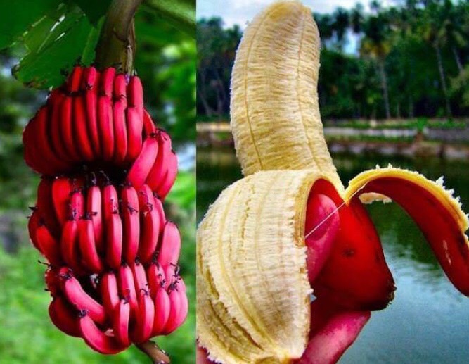 Red Banana/Red Chakrakeli - Fruit Plants & Tree – Exotic Flora