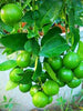 Lemon Seedless - Fruit Plants & Tree