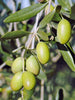 Olive Fruit Plant - Exotic Fruit Plant