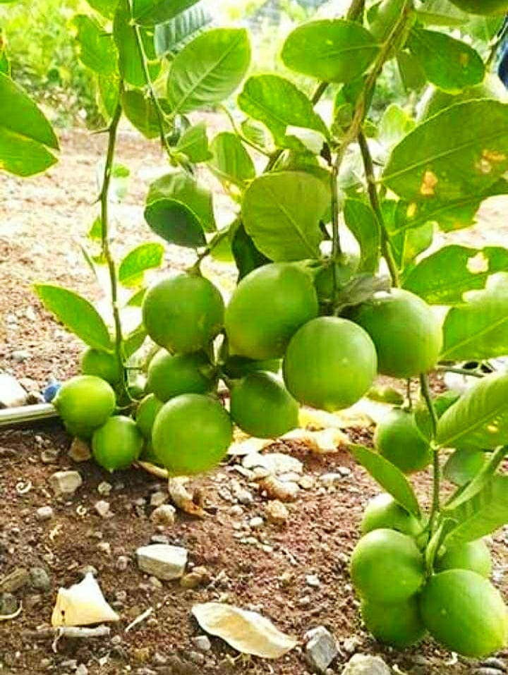 Lemon Seedless Fruit Plants And Tree Exotic Flora