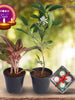 Diwali Plant Gifts - Aglaonema Lipstick & Jasmine Rose Regular With Clay Diyas