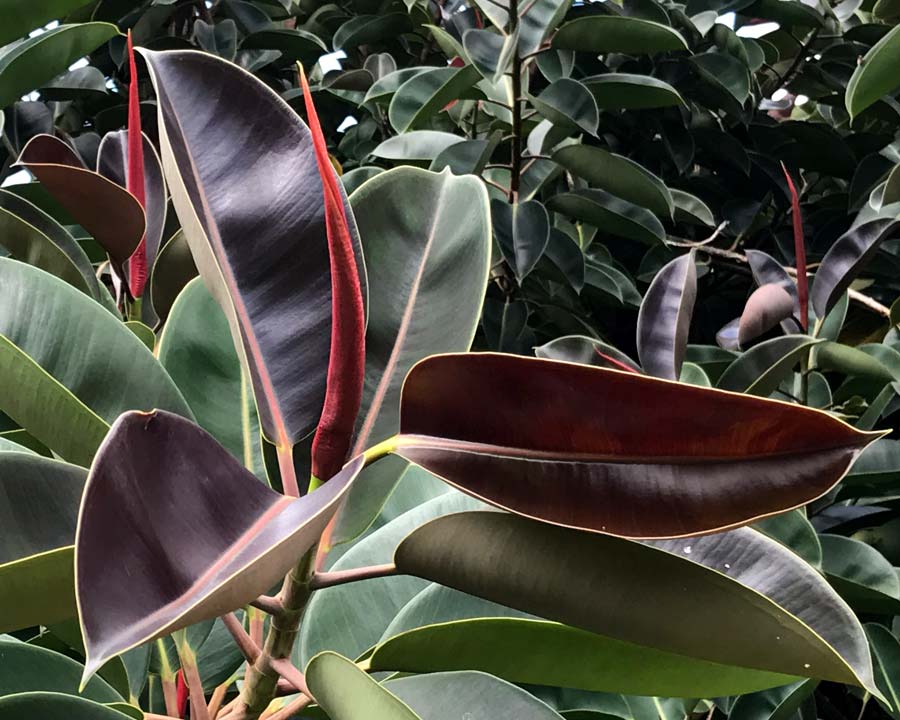ornamental rubber tree Ficus Elastica Red / Rubber Plant- Indoor/Outdoor– Exotic Flora
