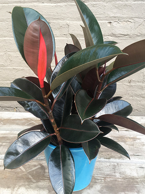 rubber fig indoor plants Ficus Elastica Red / Rubber Plant- Indoor/Outdoor– Exotic Flora