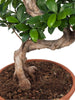 Ficus West Land - Bonsai