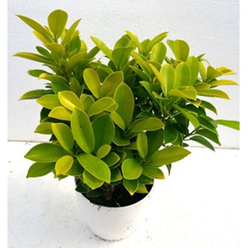 Ficus Benjamina Gold - Indoor/Outdoor Ornamental Plants– Exotic Flora