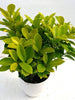 Ficus Benjamina Gold - Indoor/Outdoor Ornamental Plants