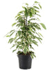 Ficus Benjamina Starlight - Indoor/Outdoor Ornamental Plants