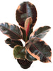 Ficus Elastica Red Variegata - Indoor/Outdoor-Ornamental Plants