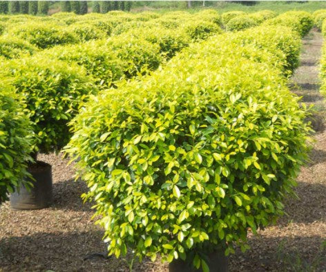 Ficus Benjamina Gold - Indoor/Outdoor Ornamental Plants – Exotic Flora