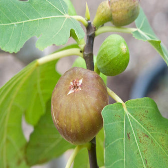 Fig - Big Size Plants - Exotic Flora