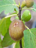 Fig - Big Size Plants - Exotic Flora