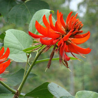Flame Of The Forest - Avenue Trees - Exotic Flora