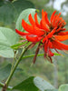 Flame Of The Forest - Avenue Trees - Exotic Flora
