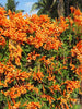 Flaming Trumpet - Creepers & Climbers - Exotic Flora