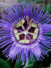 Passion Flower Purple - Creepers & Climbers