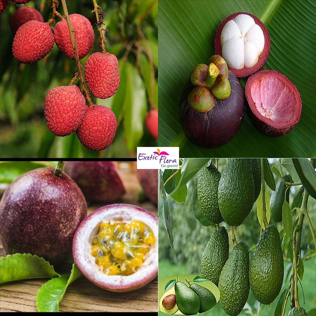 Easy to Grow Exotic Fruit Plant in Your Garden Exotic Flora