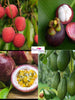 Easy to Grow Exotic Fruit Plant in Your Garden