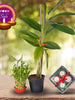 Diwali Plant Gifts - Lucky Bamboo & Heliconia acuminata With Clay Diyas