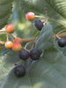 Phalsa /FalsaFruit - Fruit Plants & Tree