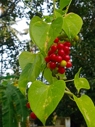 Tinospora cordifolia - Medicinal Herbs