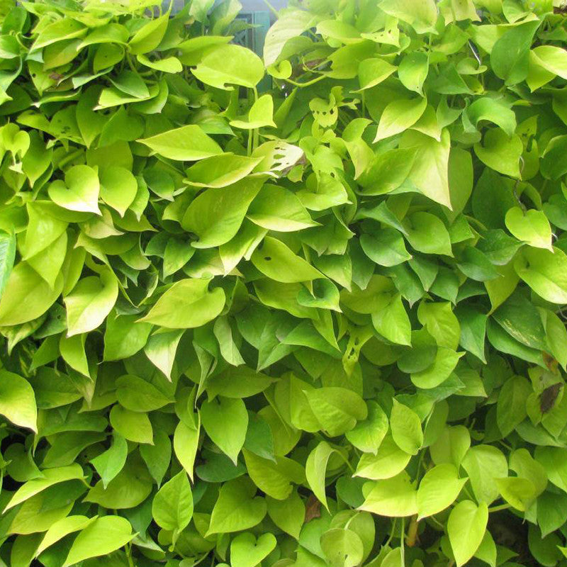 money plant in garden Money Plant Golden