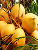 Golden coconut - Fruit Plants & Tree