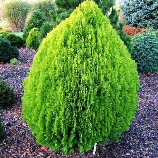plant thuja Thuja orientalis Gold