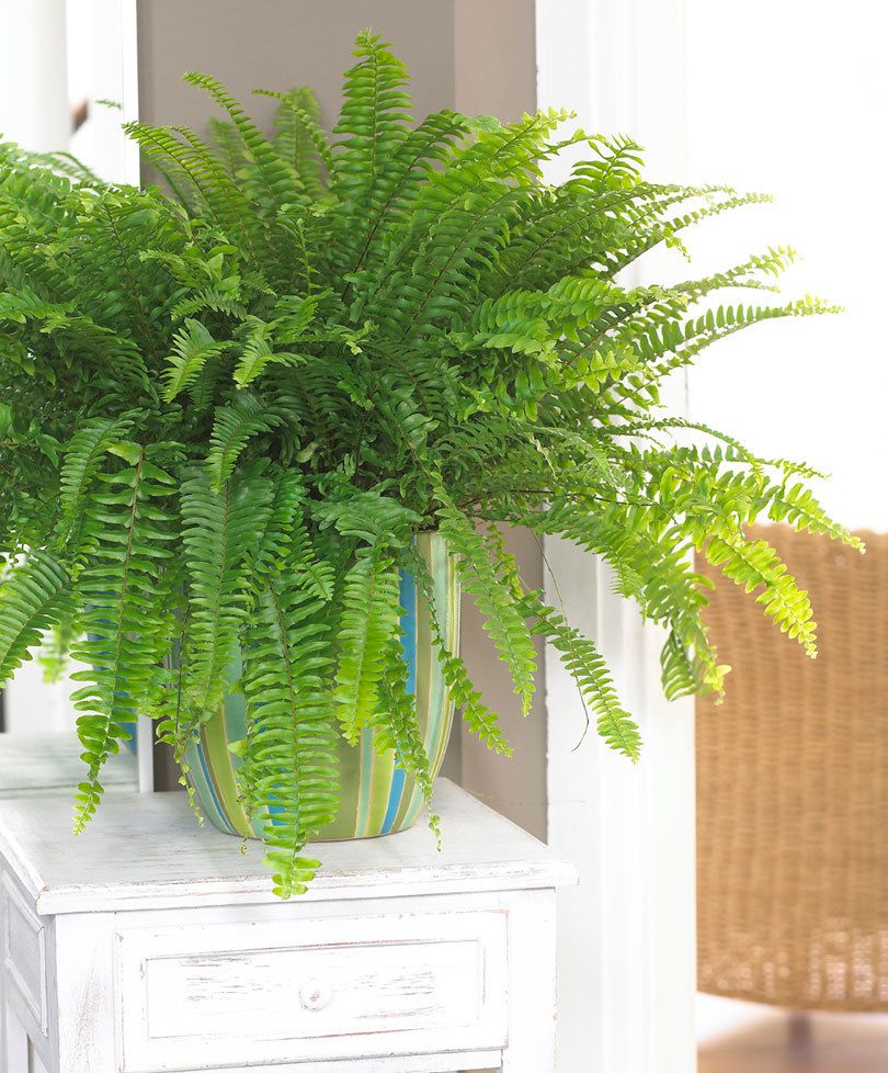 Green Boston Fern - Indoor Plants – Exotic Flora