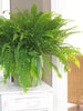 Green Boston Fern - Indoor Plants