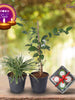 Diwali Plant Gifts - Spider Plant & Jasmine mini With Clay Diyas