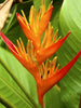 Heliconia acuminata - Flowering & Cut flower shrubs