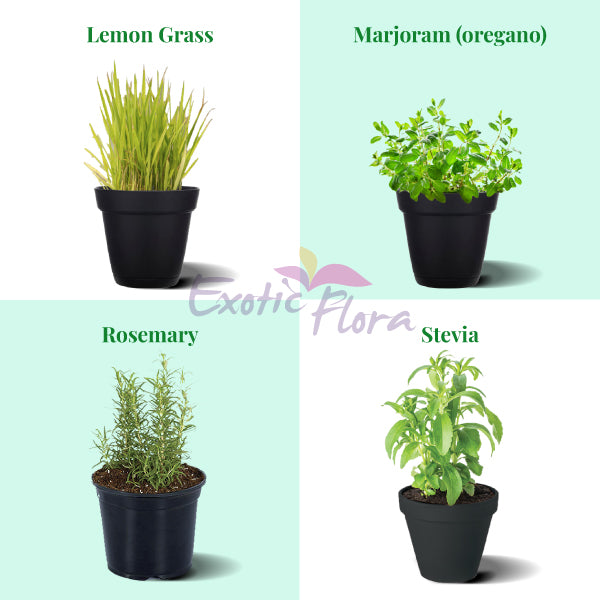 4 Best Herbs Plants Collection