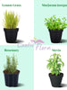 Best 4 Collection of Herbs Plants