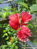 Hibiscus Double Decker - Flowering Plants