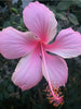 Hibiscus Light Pink Desi - Flowering Plants