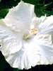 Hibiscus White Hybrid - Flowering Plants