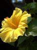Hibiscus Yellow Hybrid Single Color - Flowering Plants