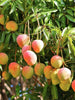 Mango Suvarnarekha(Grafted) - Fruit Plants & Tree