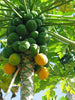 Red Papaya - Fruit Plants & Tree