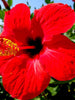 Hibiscus Red Hybrid - Flowering Plants