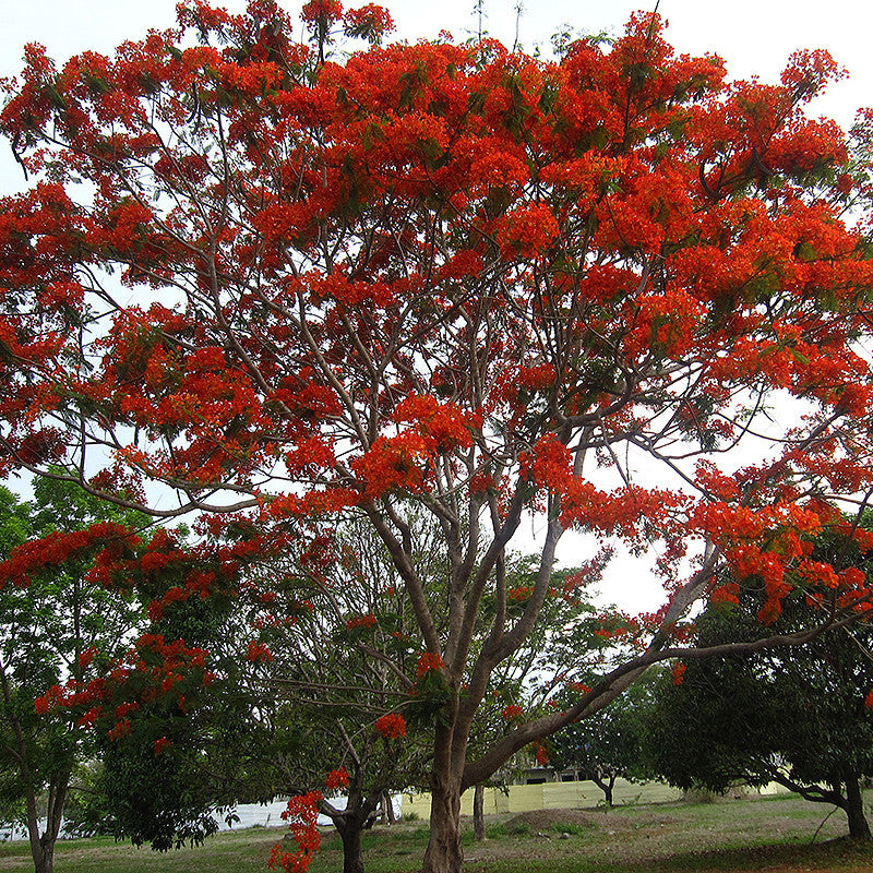 Royal Poinciana / Gul Mohar / Delonix regia - Avenue Trees – Exotic Flora