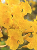 Tabebuia Argentea Or Yellow Trumpet tree - Big Size Plants