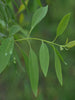 Indian Sandalwood - Avenue Trees