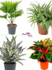 Top 4 Indoor Air Purifying Plants for Office Desk