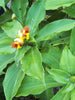 Chamaecostus cuspidatus/Insulin Plant - Medicinal Plant